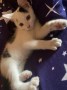 Mike (8)